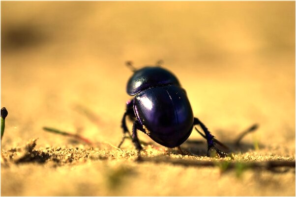夢到了以前暗戀的對象是啥預兆_周公解夢官網