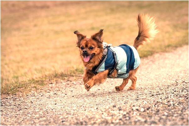 夢到漂亮的向日葵是咋回事_周公解夢官網