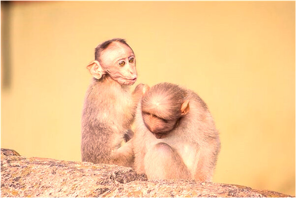 夢到家裡人出事意味什麼_周公解夢官網