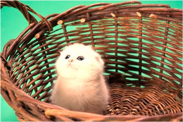 夢見屋裡掛著蜘蛛網怎么說_周公解夢官網