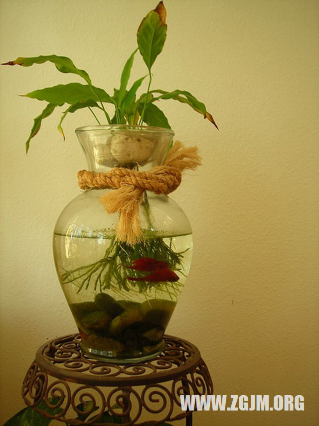 夢見兒子死了自己大哭_周公解夢夢到兒子死了自己大哭是什麼意思_做夢夢見兒子死了自己大哭好不好_周公解夢官網