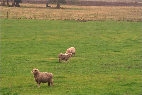 夢到被人騙了怎么回事_周公解夢官網