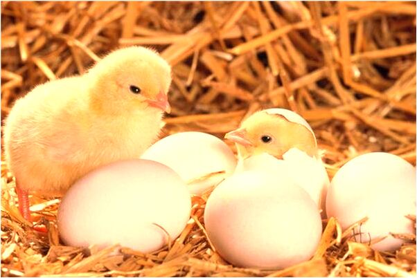 夢到自己穿了件紫色旗袍是什麼意思？_周公解夢官網