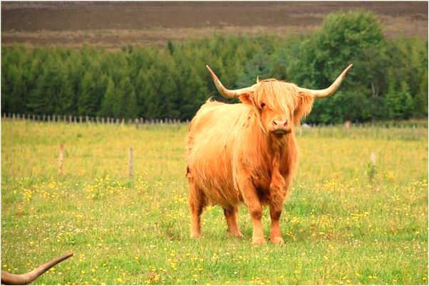 夢到了我把玩稱是不是好的徵兆呢_周公解夢官網