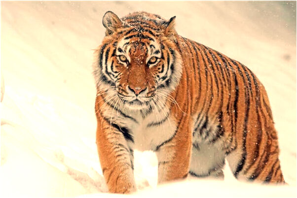 夢到了學做餅吃是什麼預兆_周公解夢官網