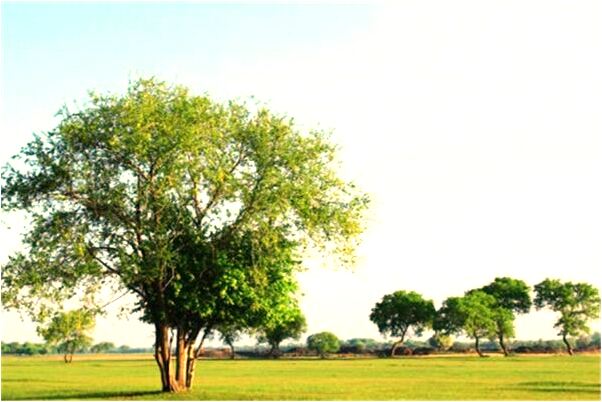 夢到了自己摳了好多鼻屎有何寓意_周公解夢官網