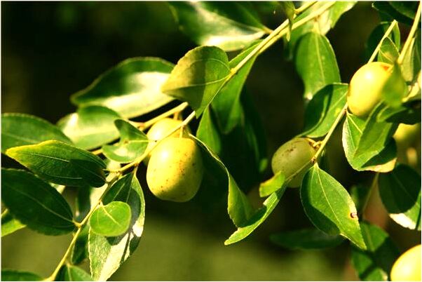 夢到了黑白無常跟在一個人後面會怎么樣_周公解夢官網