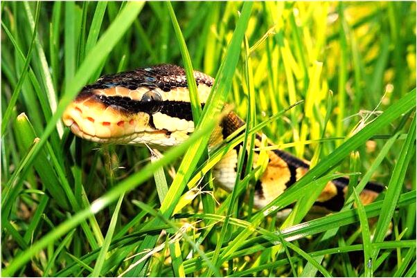 夢到走路掉了一隻鞋有什麼預示嗎_周公解夢官網