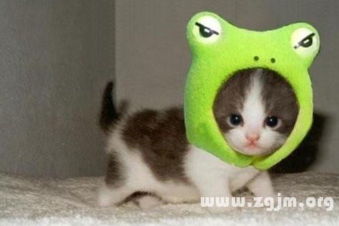 十二星座是哪種喵星人的代表_十二星座