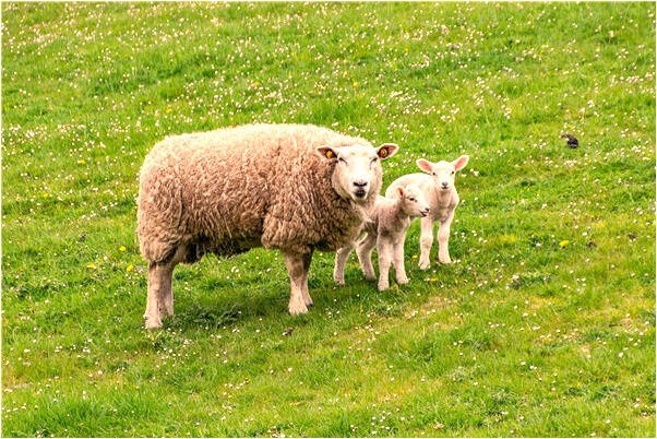 夢到了和魚打鬧是好的徵兆嗎_周公解夢官網