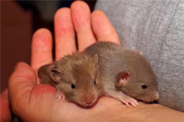 1996年是火鼠還是水鼠_十二生肖