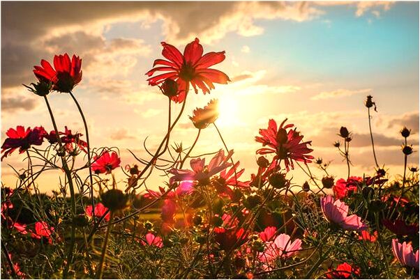 夢到男友變成蛇預兆了什麼嗎_周公解夢官網