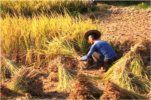 夢到我在河流中間是吉兆嗎?_周公解夢官網