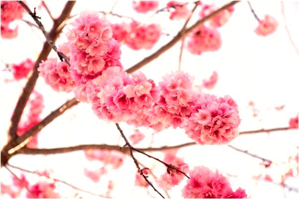 夢到了朋友準備打胎會有什麼預兆_周公解夢官網