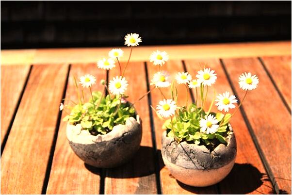 夢到壁虎想吃蛇預示著什麼_周公解夢官網