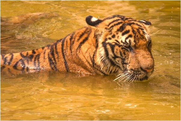 夢見李廣瑞是凶兆還是吉兆_周公解夢官網