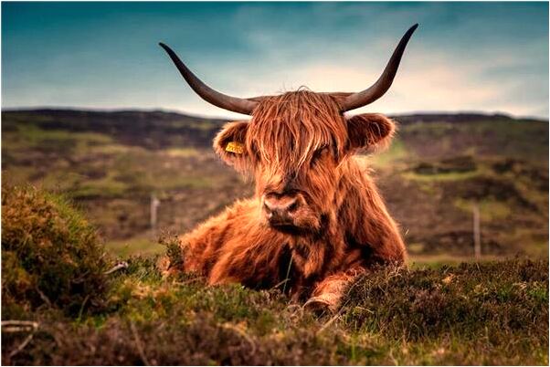 夢到幫過世的奶奶做家務意味著什麼_周公解夢官網