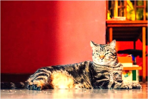 夢到了心裡燒熱的慌是什麼預兆_周公解夢官網