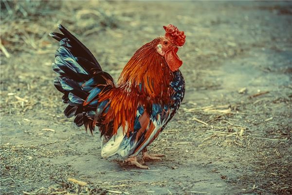 夢到了砍雞是什麼預兆_周公解夢