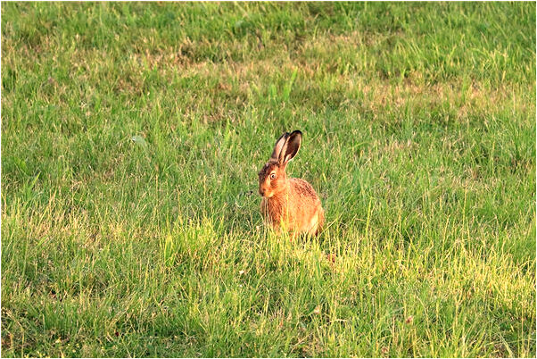 夢到了自己中槍沒死流了很多血有什麼寓意嗎_周公解夢官網
