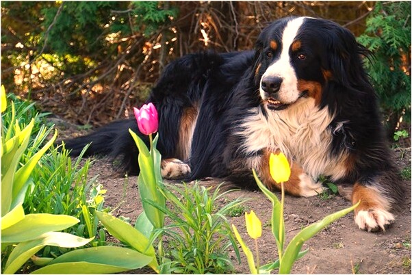 夢到給別人搬玉米桿怎么樣_周公解夢官網