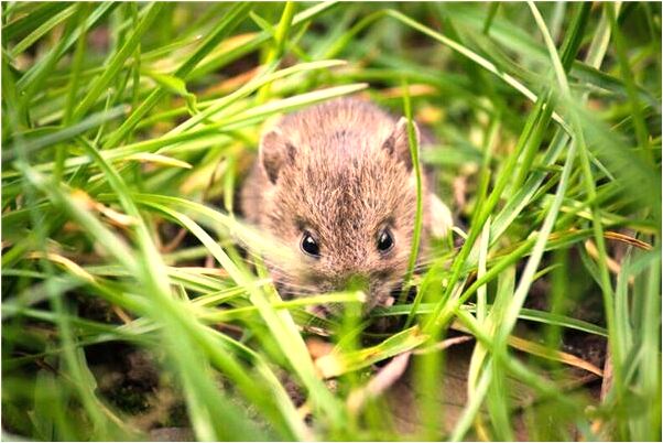 夢到了收到金手鐲啥意思_周公解夢官網
