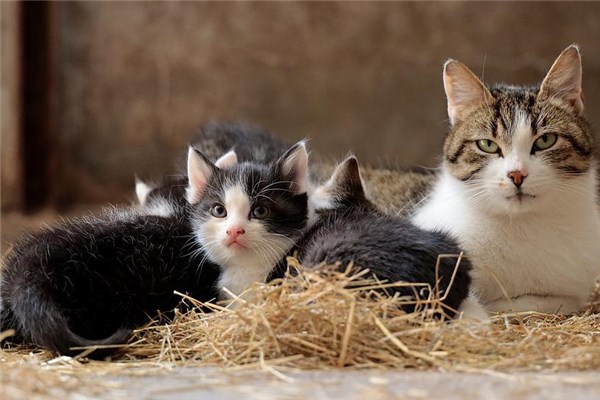 夢見好幾隻貓預示什麼_周公解夢