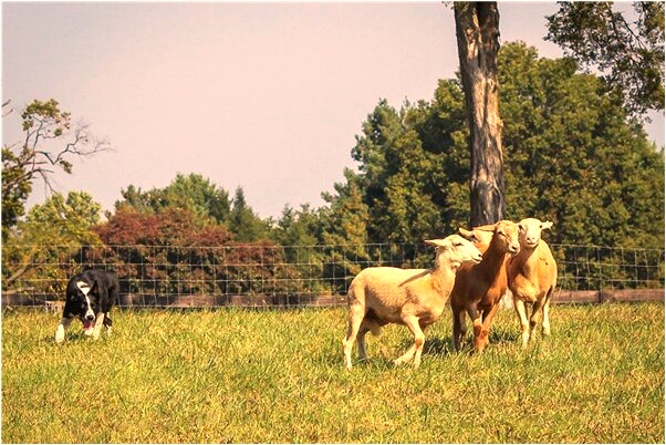 夢到了揀到錢有何寓意_周公解夢官網