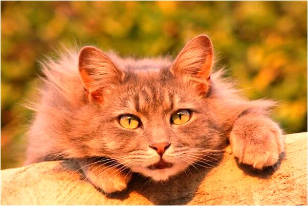 夢到已故母親拿了繡品要掛牆上預示著什麼_周公解夢官網