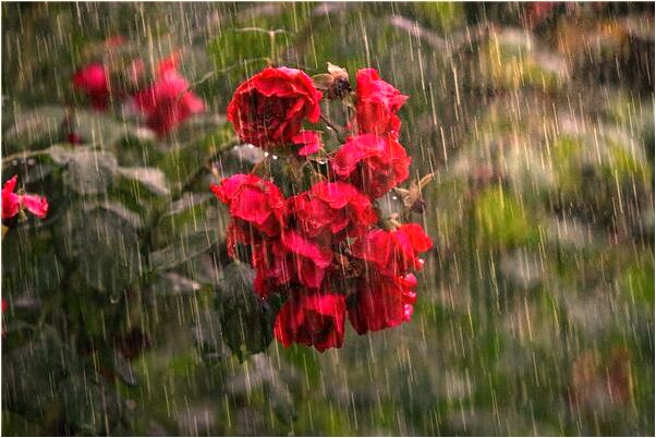 夢到了金貔貅是什麼兆頭_周公解夢官網