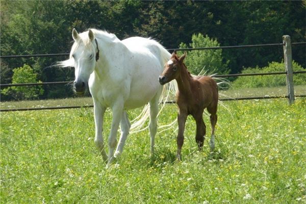馬今年的運勢如何2020_十二生肖