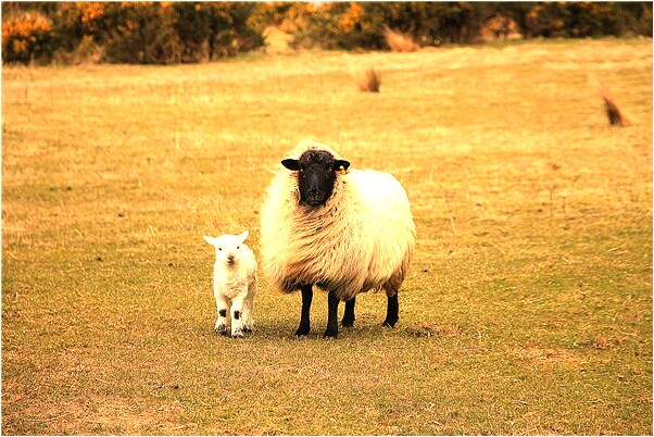 夢到了我姐姐出嫁是吉兆嗎?_周公解夢官網