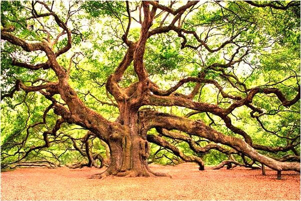 夢見紫色的筆有什麼寓意嗎_周公解夢官網