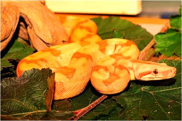 夢到了我罵婆婆是不是好的徵兆呢_周公解夢官網