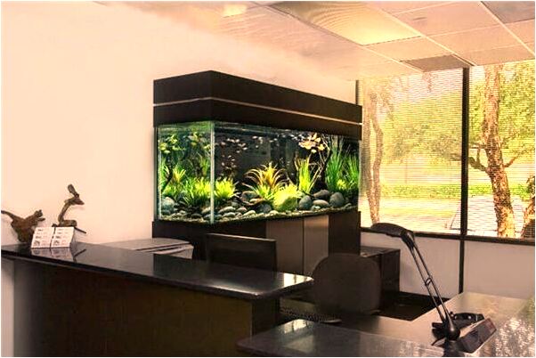 夢到了買了四塊大紫紅薯有什麼徵兆_周公解夢官網