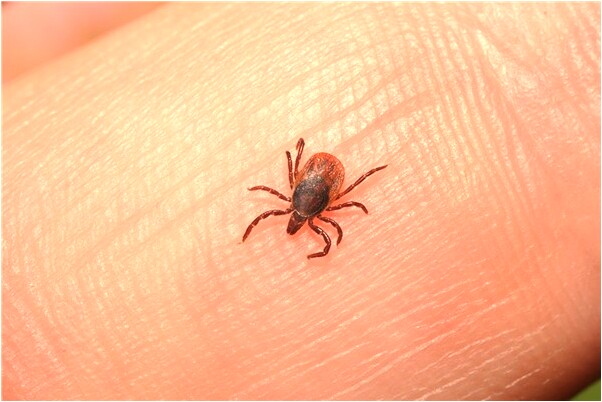 夢到了和新女友結婚怎么回事_周公解夢官網