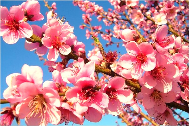 夢到了家買了小車有何寓意_周公解夢官網