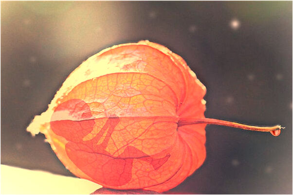 夢到大牙要掉沒掉下來疼死了有什麼說法_周公解夢官網