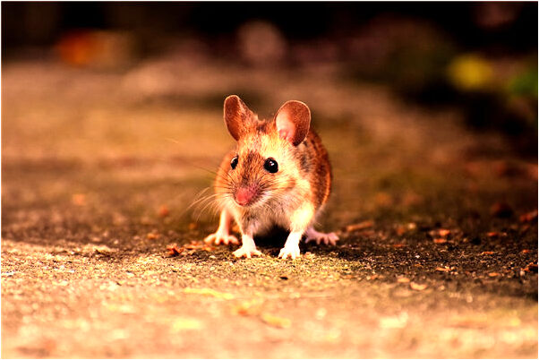 夢到了抓到公雞是什麼意思_周公解夢官網