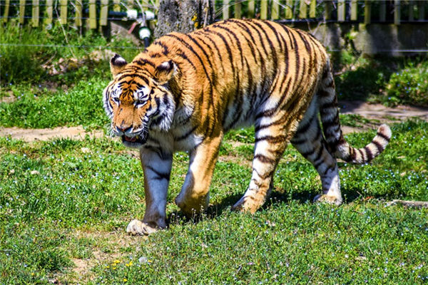 生肖屬虎男人的特點_十二生肖
