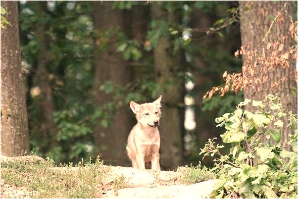 夢到家裡有好多棗預示著什麼_周公解夢官網