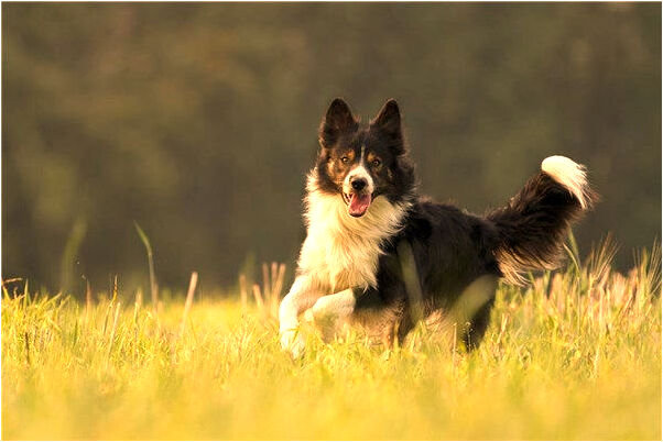 夢到了樹上長滿黃瓜有什麼意思_周公解夢官網