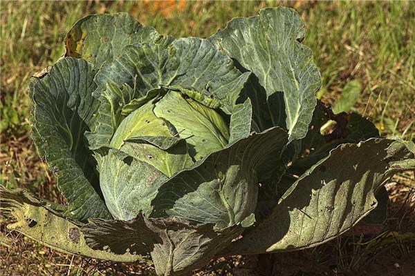 夢到了種青菜會怎麼樣_周公解夢