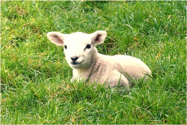夢見家人想閹了我什麼預兆_周公解夢官網