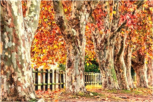 夢到跟哥哥大吵大鬧預示什麼_周公解夢官網