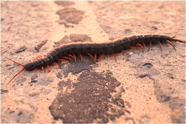 夢到雪天開車是什麼徵兆_周公解夢官網