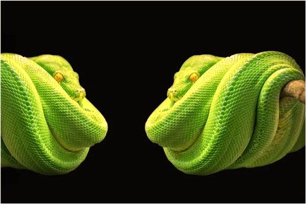 夢見自己被追殺還會飛什麼預兆_周公解夢官網