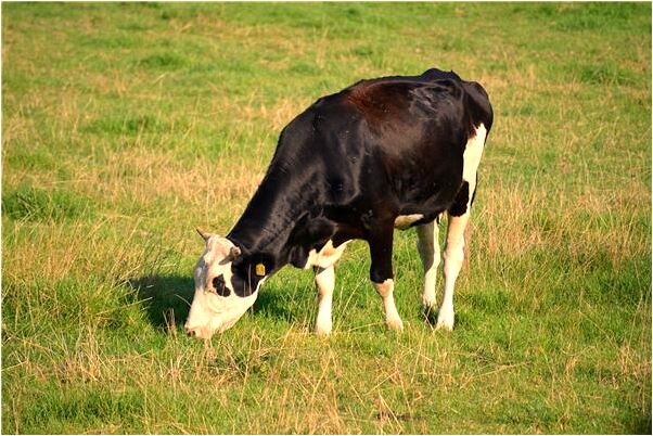 夢到與媽媽斷絕關係預兆了什麼嗎_周公解夢官網