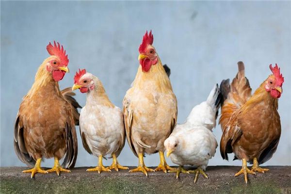 生肖雞女人喜歡的男性_十二生肖