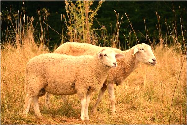夢到了餵蝙蝠吃東西怎么說_周公解夢官網